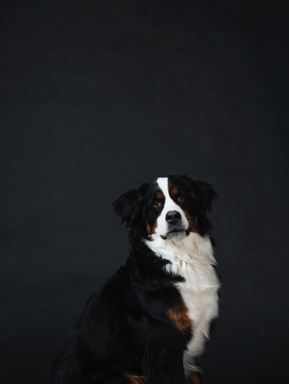 A Bernese mountain dog with a thick, fluffy coat