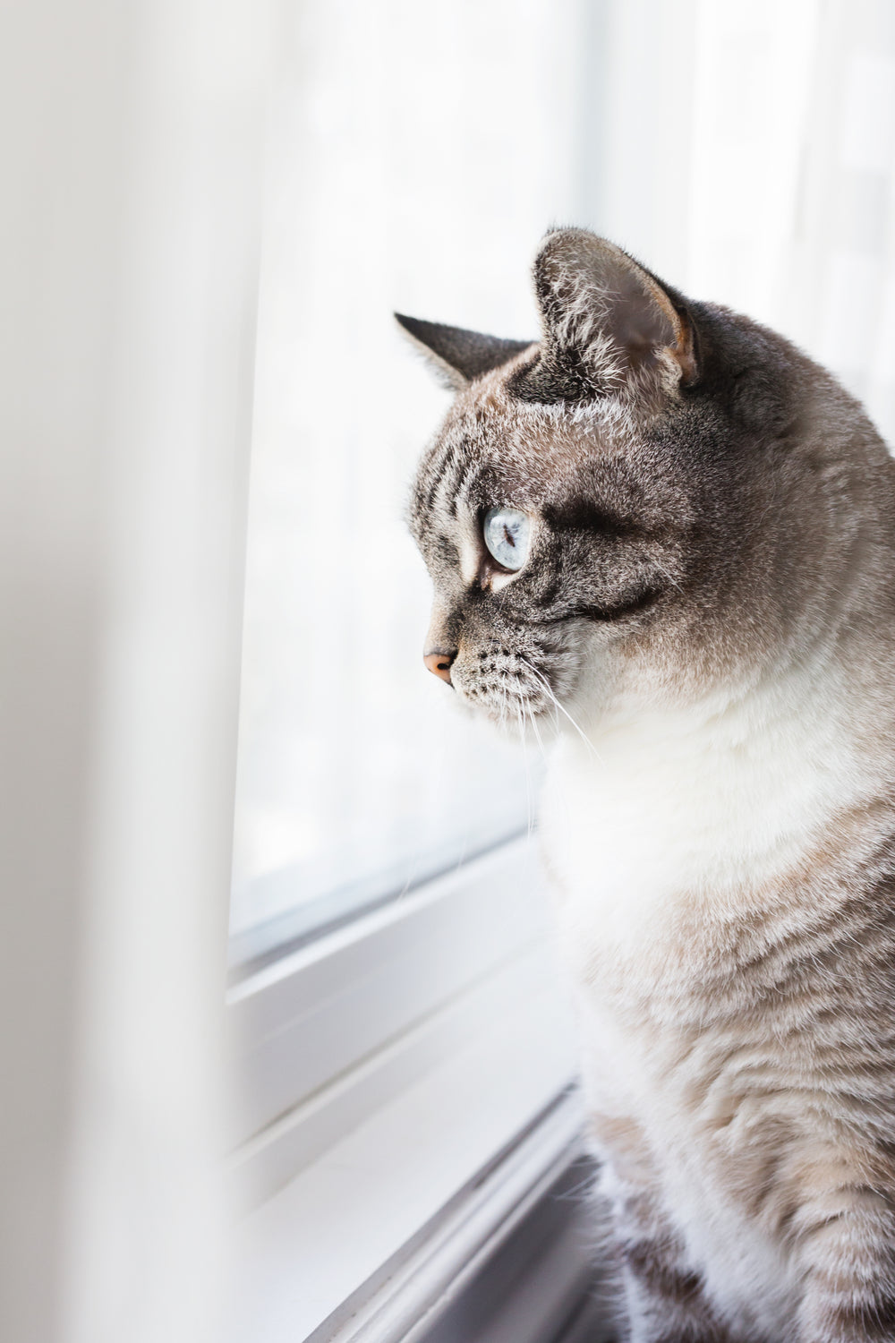 A soft-coated cat watching the world from a bright window